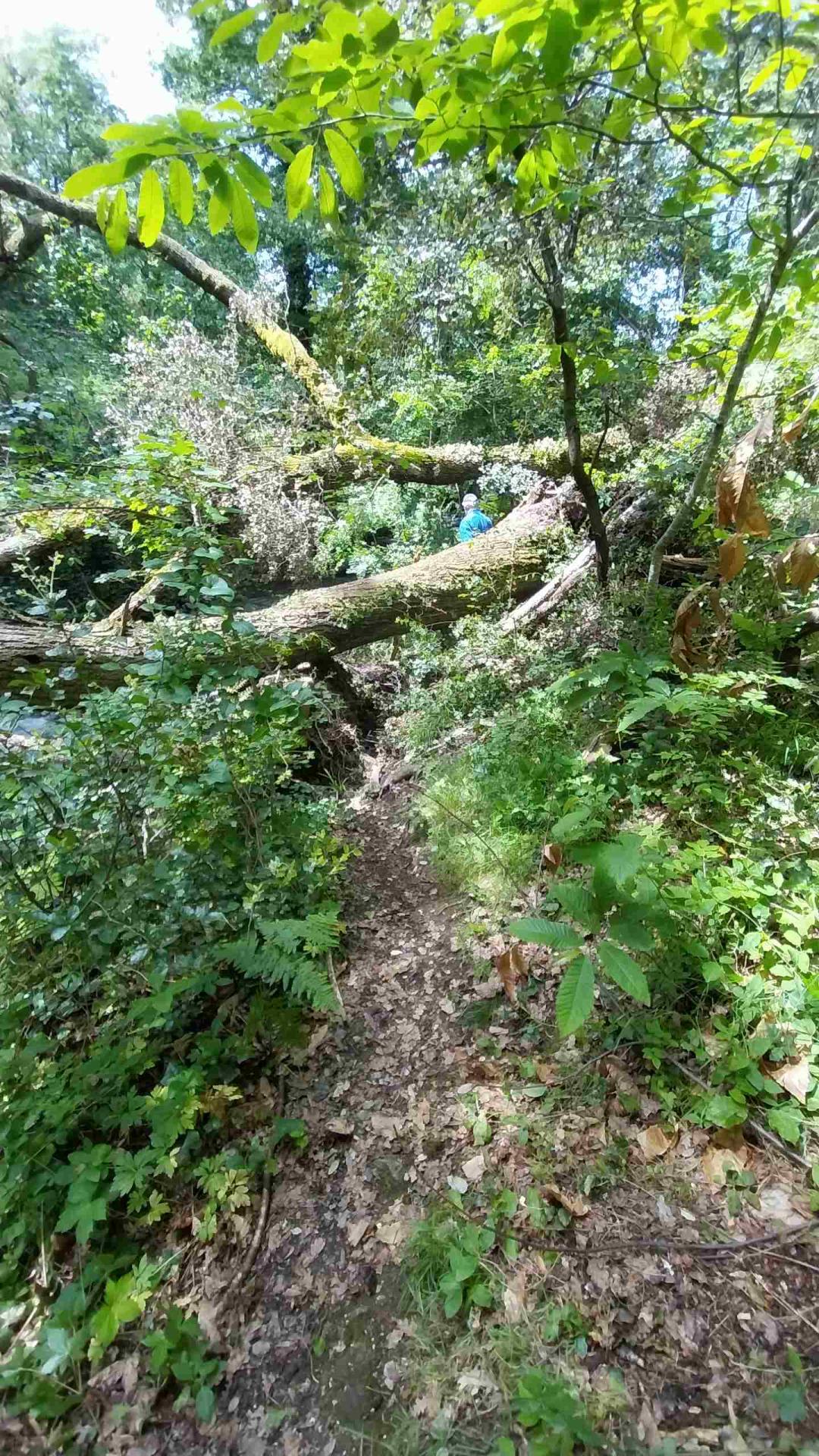 Découverte des arbres en travers du sentier