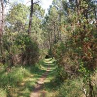 Sous les pins du chemin des Cascaillous