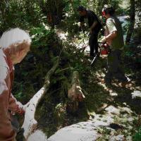 Tronçonnage des arbres tombés sur les rives du Linon