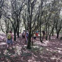 A travers bois au-desus du Moulin Le Cambou