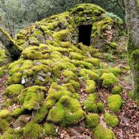 Capitelle moussue